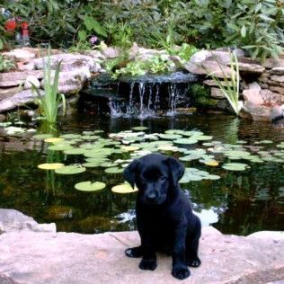 A black puppy sits on a rock in front of a garden pond with lily pads and a small waterfall.