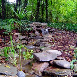 A small, rocky backyard stream flows through a lush, green wooded setting with a prominent umbrella plant in the foreground.