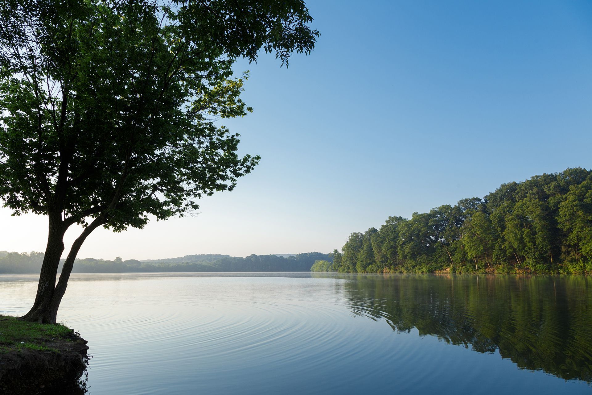 Tranquil lake scene: tree on the left, forest on the right, reflecting in the water under a clear blue sky.