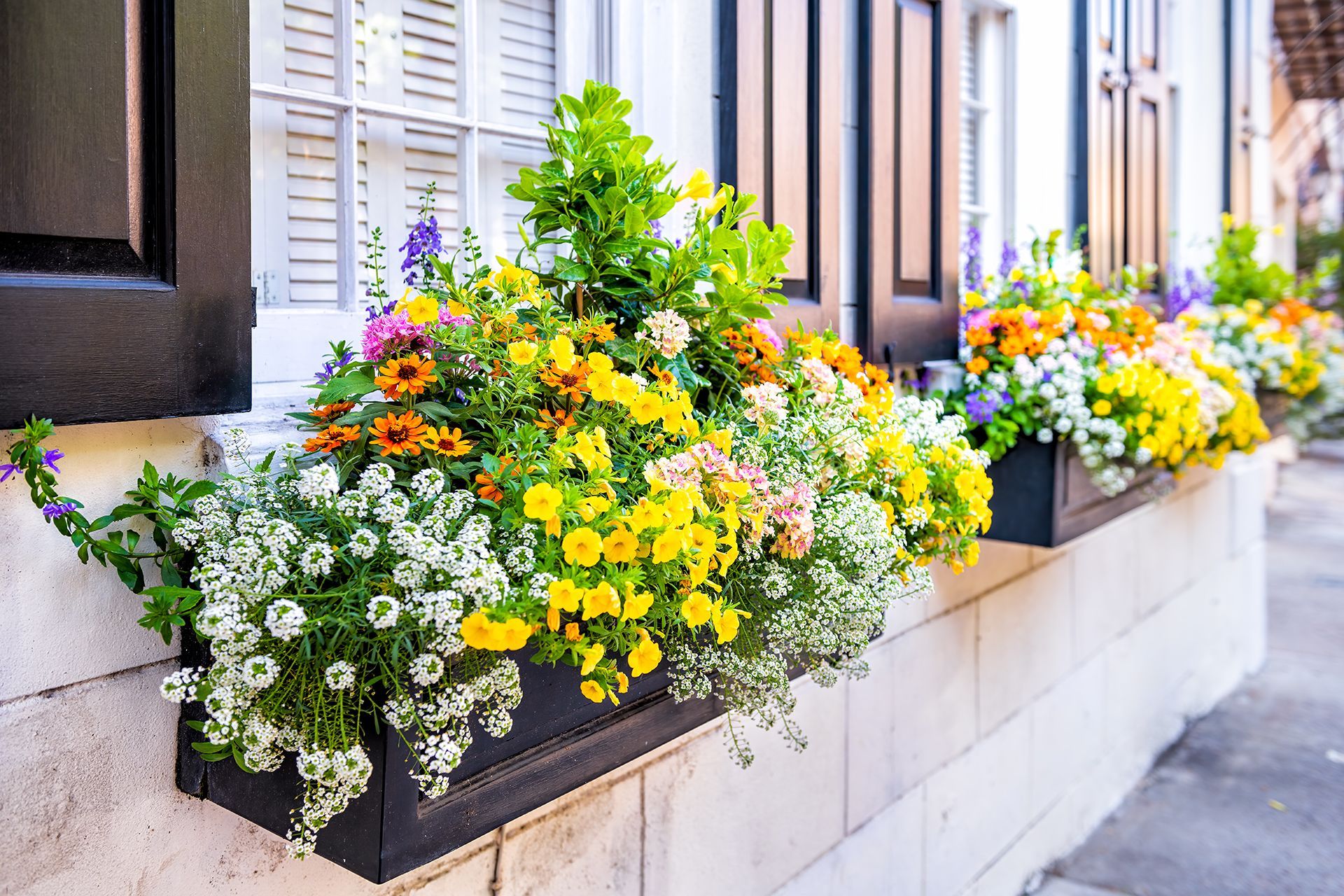Window boxes overflowing with vibrant yellow, pink, and purple flowers against a white brick wall.