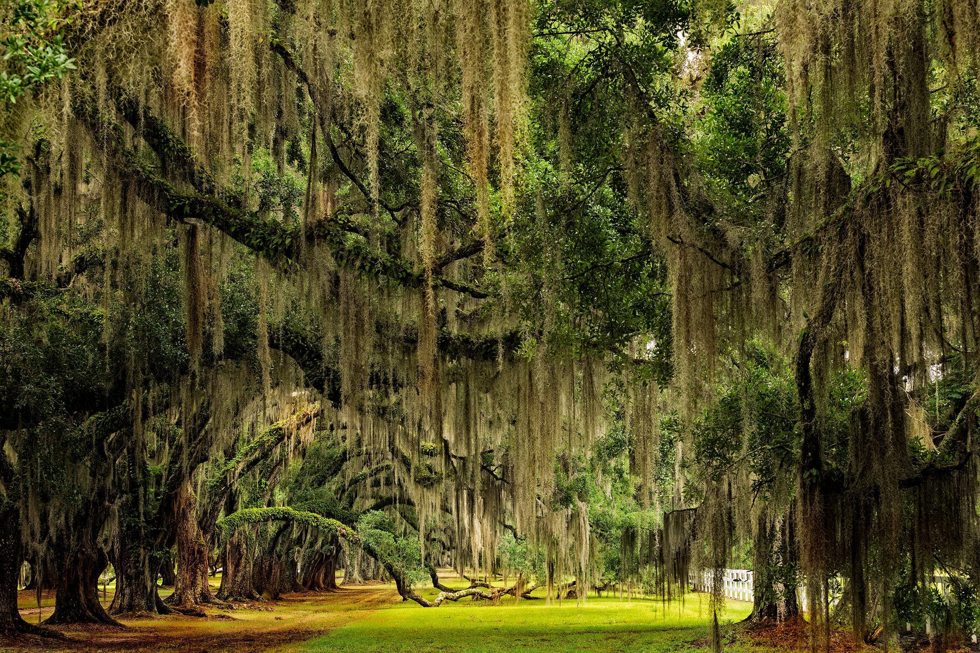 Lush green trees with hanging Spanish moss create a natural tunnel in a grassy field.