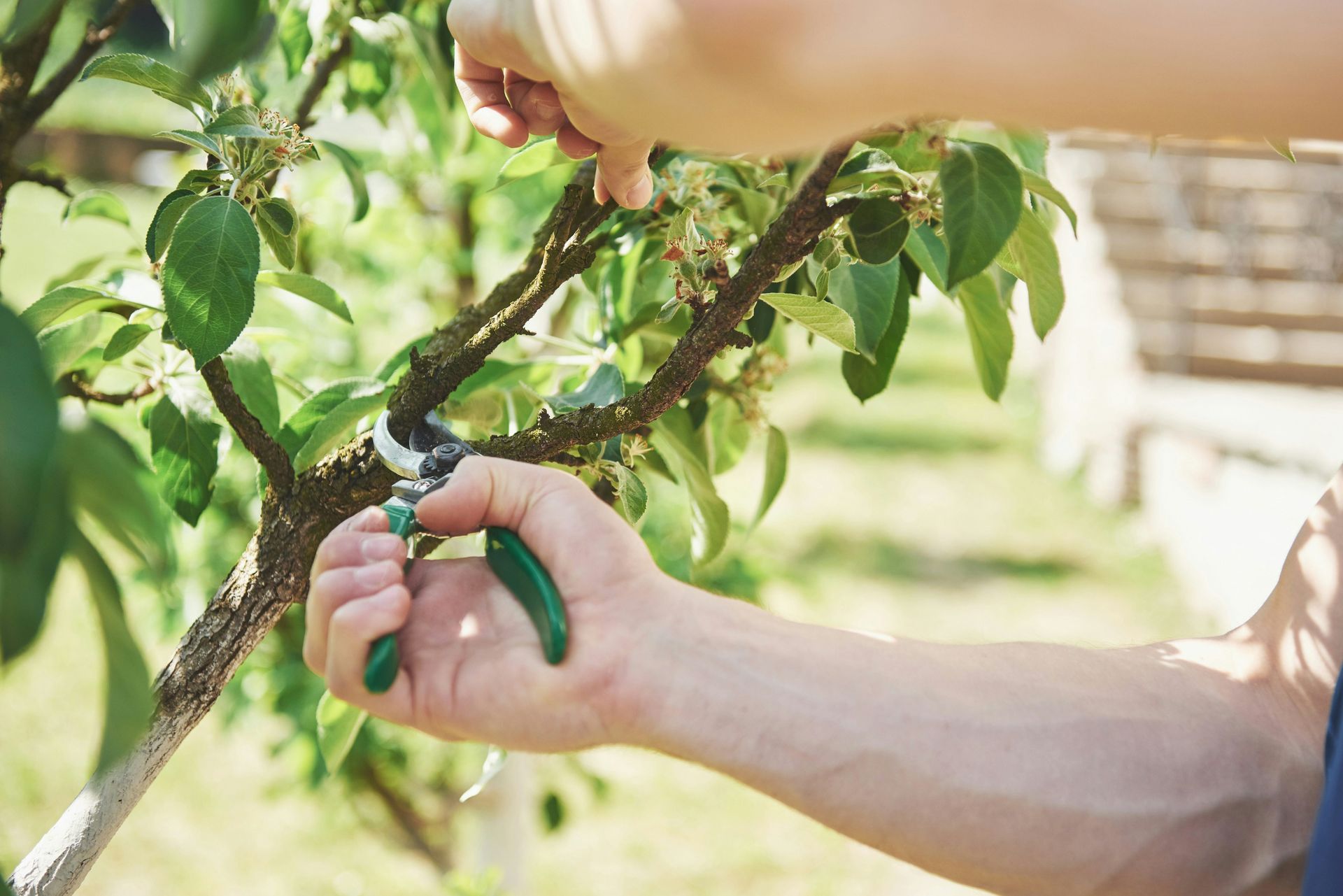 Hand pruning a tree branch with green pruning shears among leafy fruiting branches