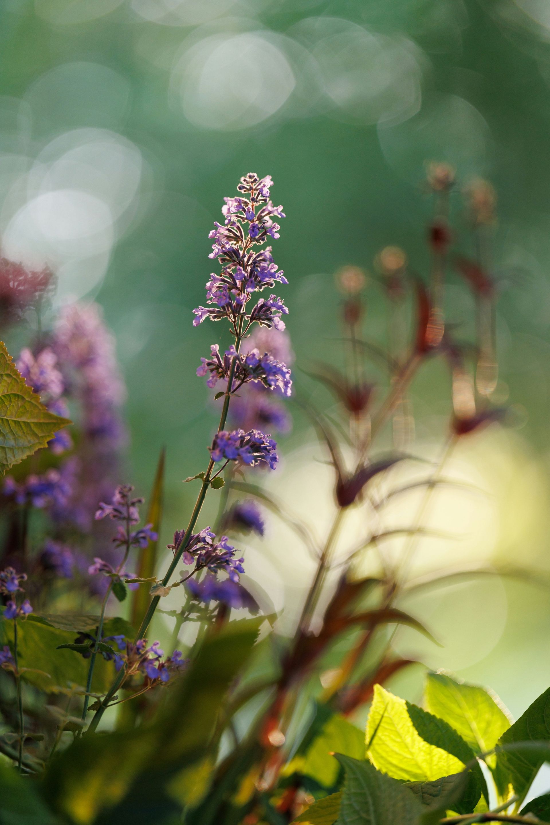 Purple wildflower in soft sunlight with blurred green background and leaves