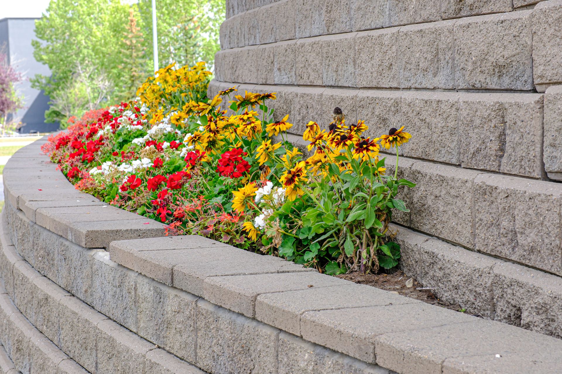 Flower bed with red, yellow, and white flowers in front of a curved gray block wall.