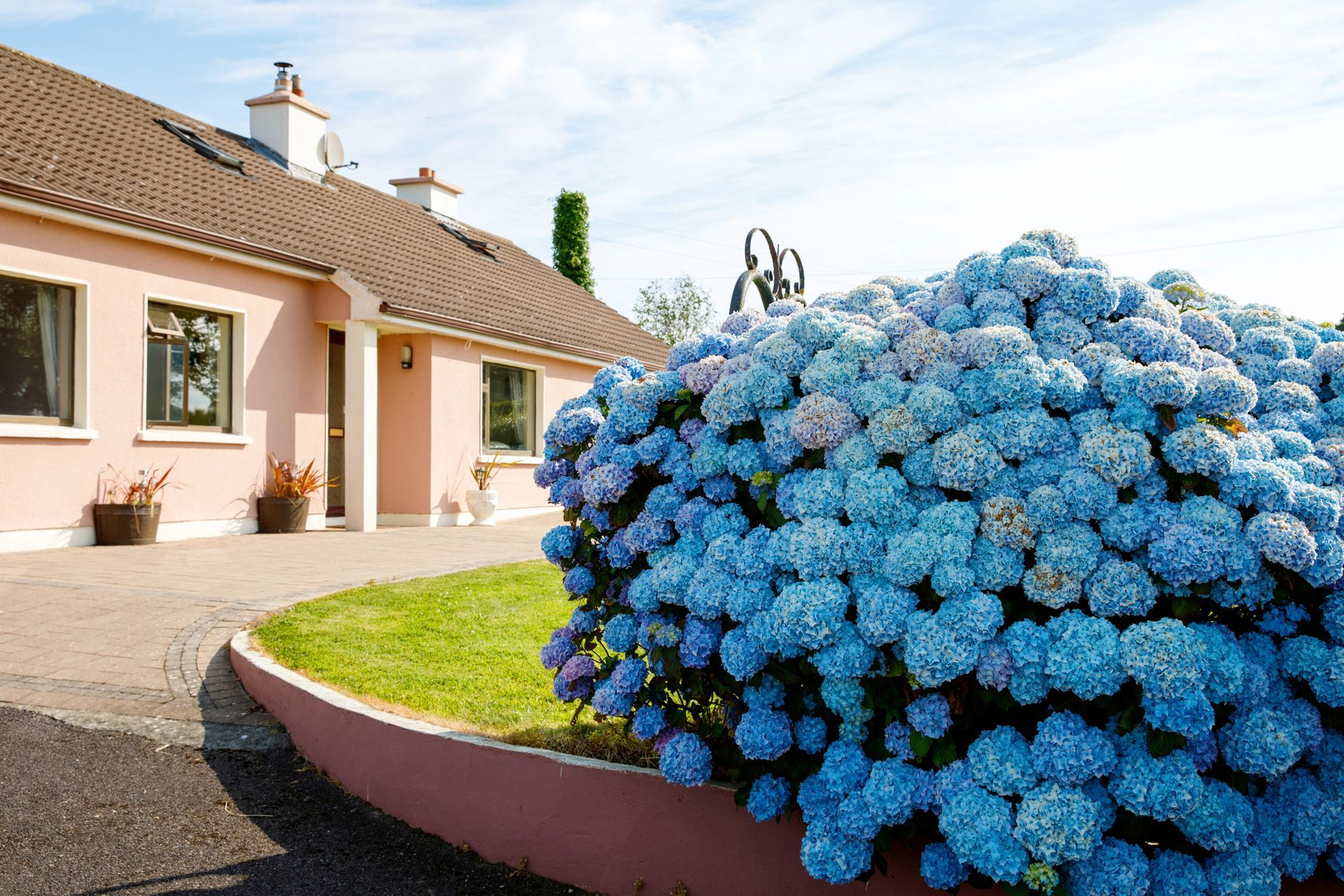 Large blue hydrangea bush beside a pink house with a tiled roof and gravel driveway