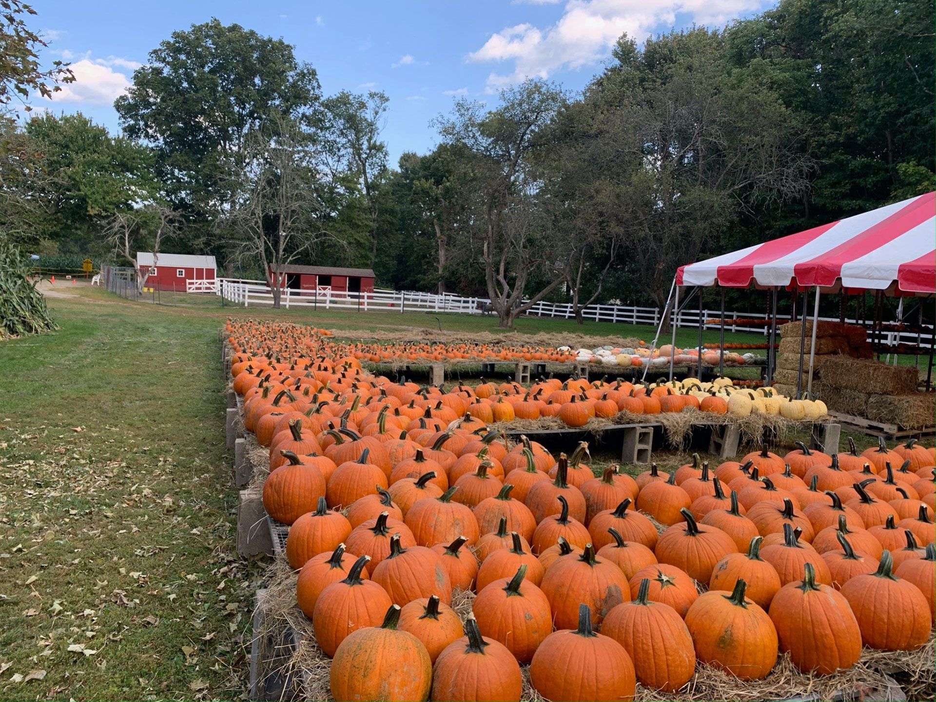 Display of pumpkins for sale