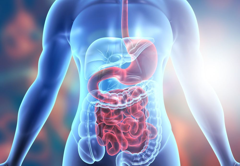 Transparent human torso showing digestive organs, with stomach and intestines highlighted in red