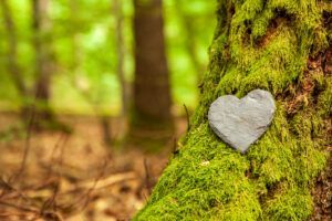 Heart-shaped stone on a moss-covered tree trunk in a blurred forest background