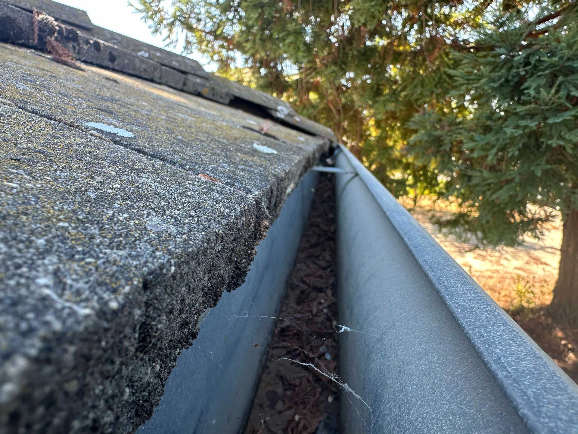 Close-up of a roof gutter with debris beside weathered shingles under a tree canopy.