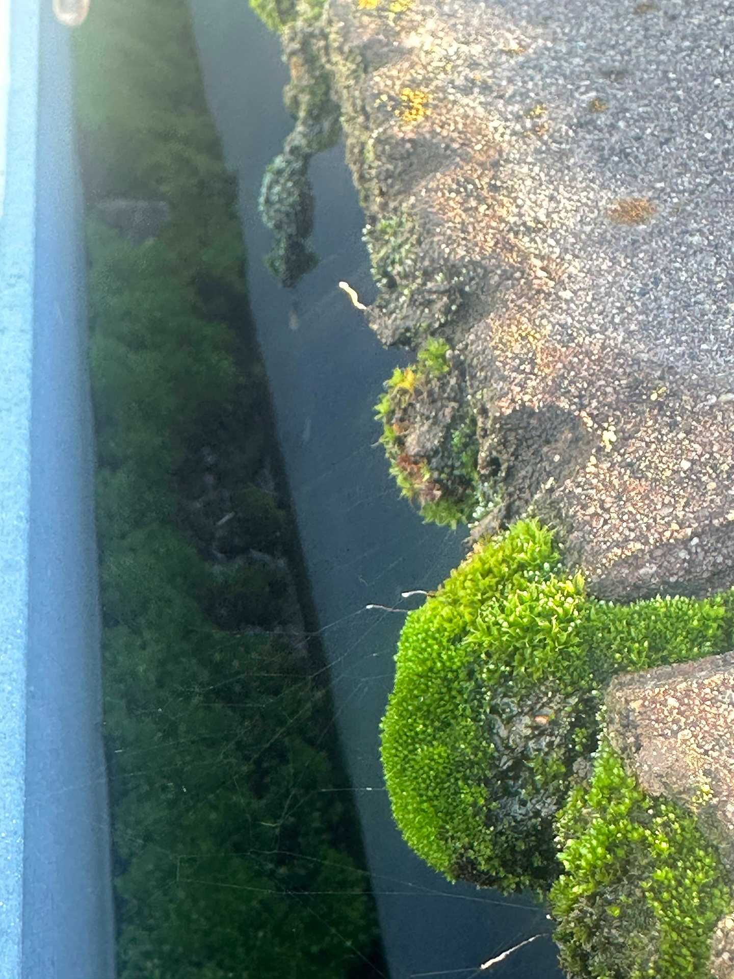 Sunlit roadside drainage ditch with green moss and grass beside a paved path
