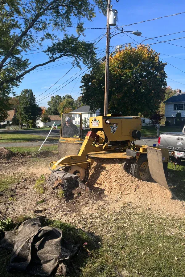 Yellow stump grinder removing a tree stump near a utility pole. Wood chips are visible.