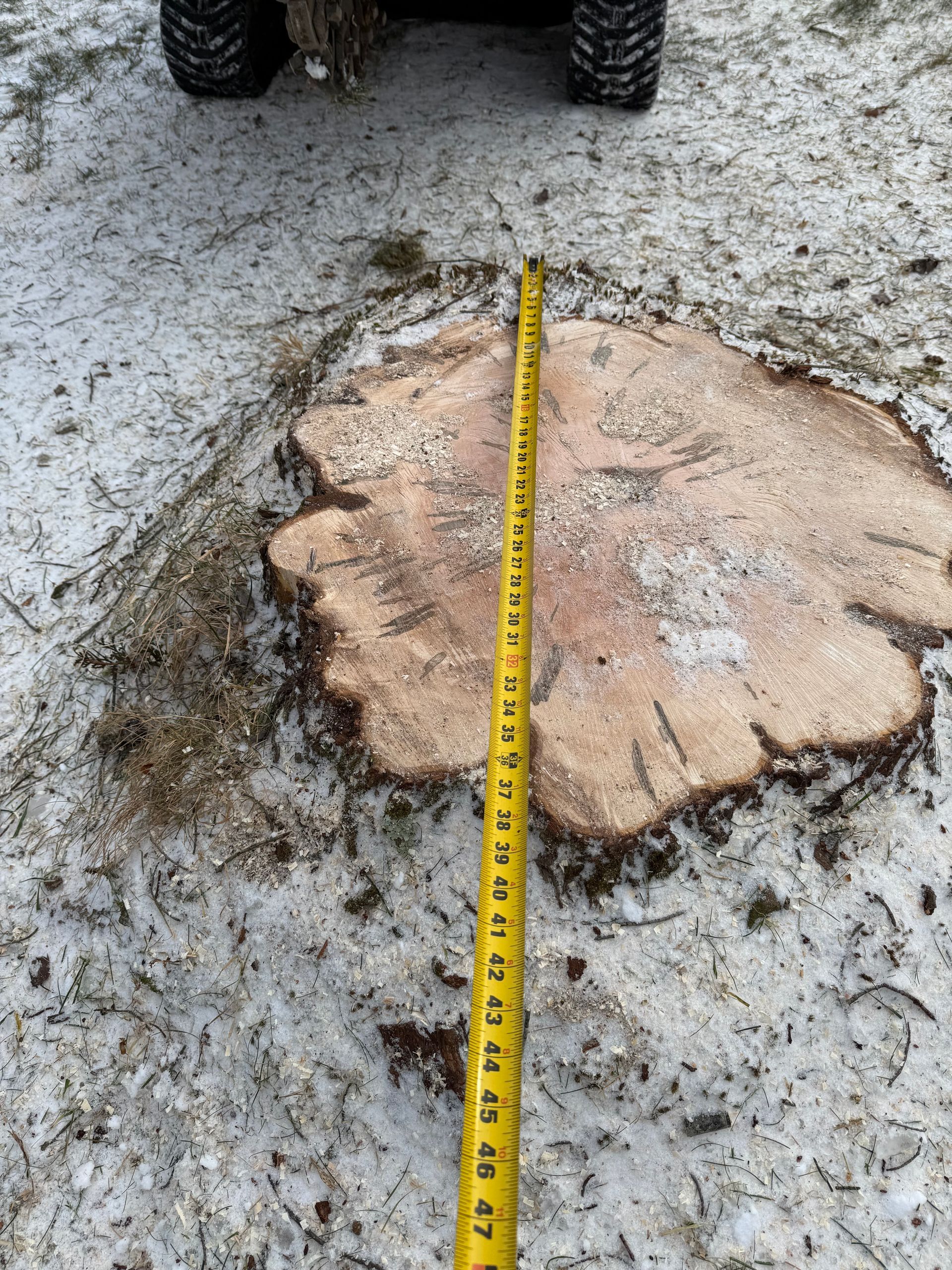 A tree stump with a yellow measuring tape laid across it in a snowy setting.