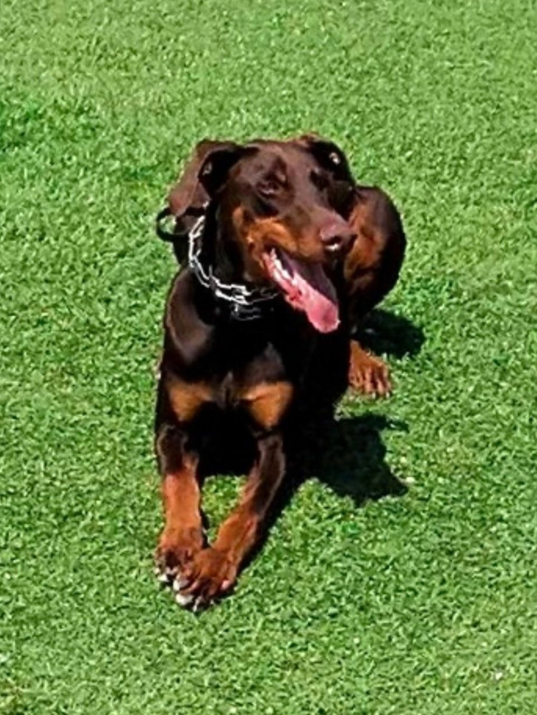 Doberman pinscher lying on green grass, wearing a chain collar, tongue out, brown and tan coat.