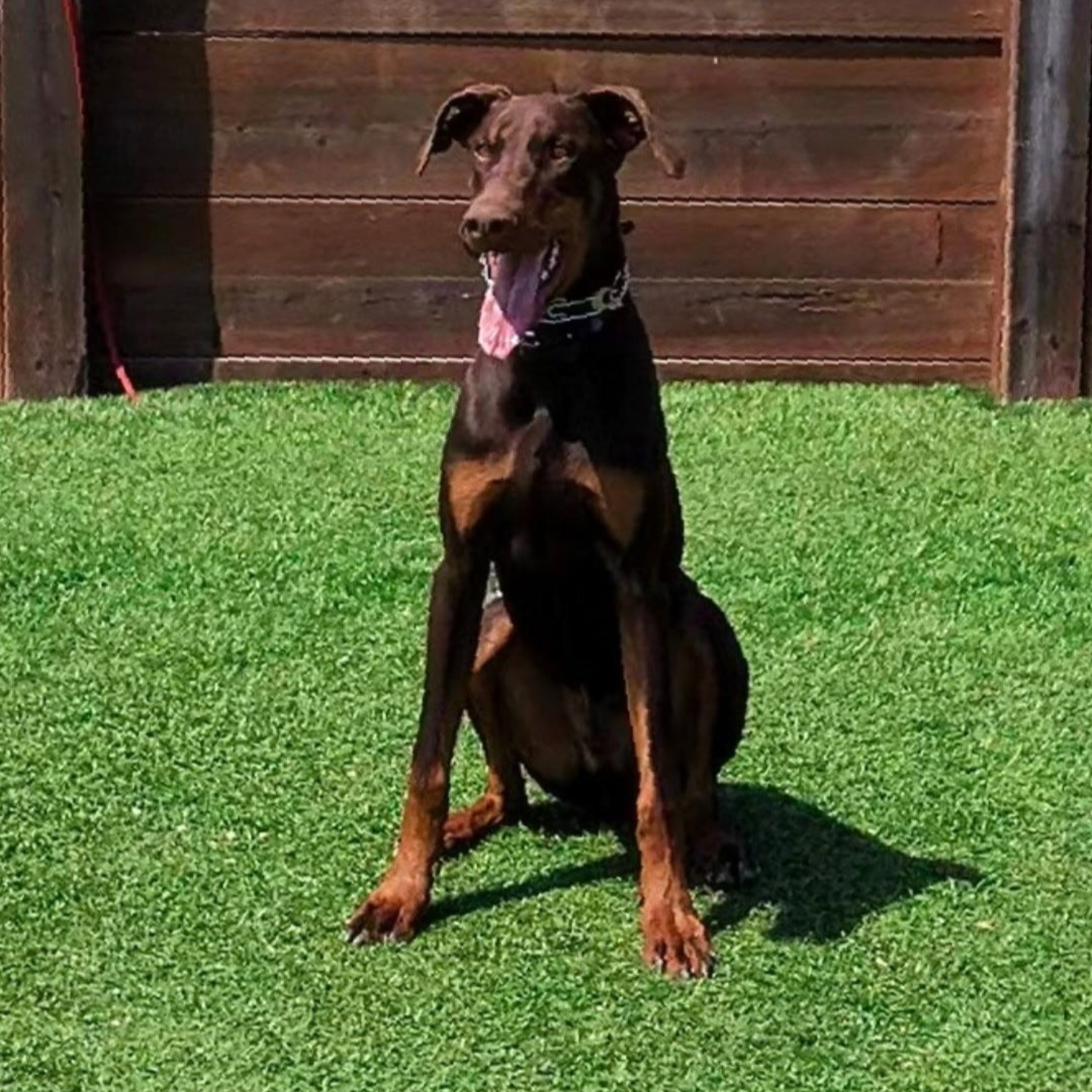 Doberman pinscher with brown fur and tan markings sits on green turf, tongue out, near a wooden wall.