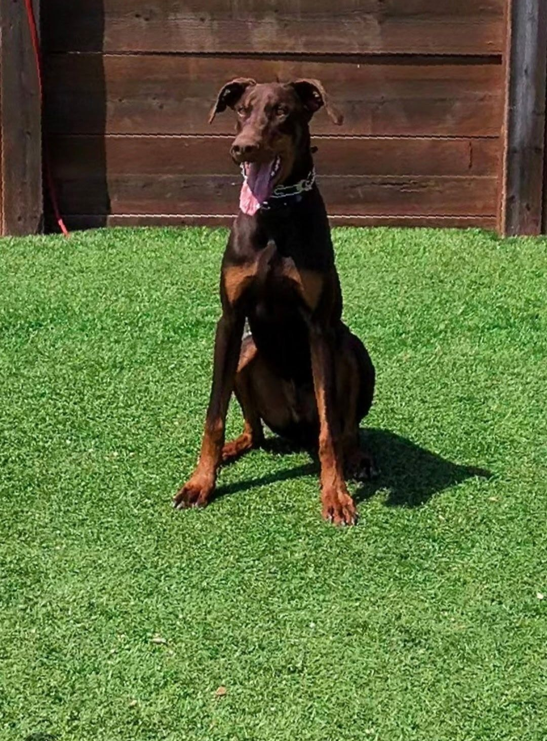 Brown Doberman pinscher sitting on green turf, tongue out, in front of a wooden fence.