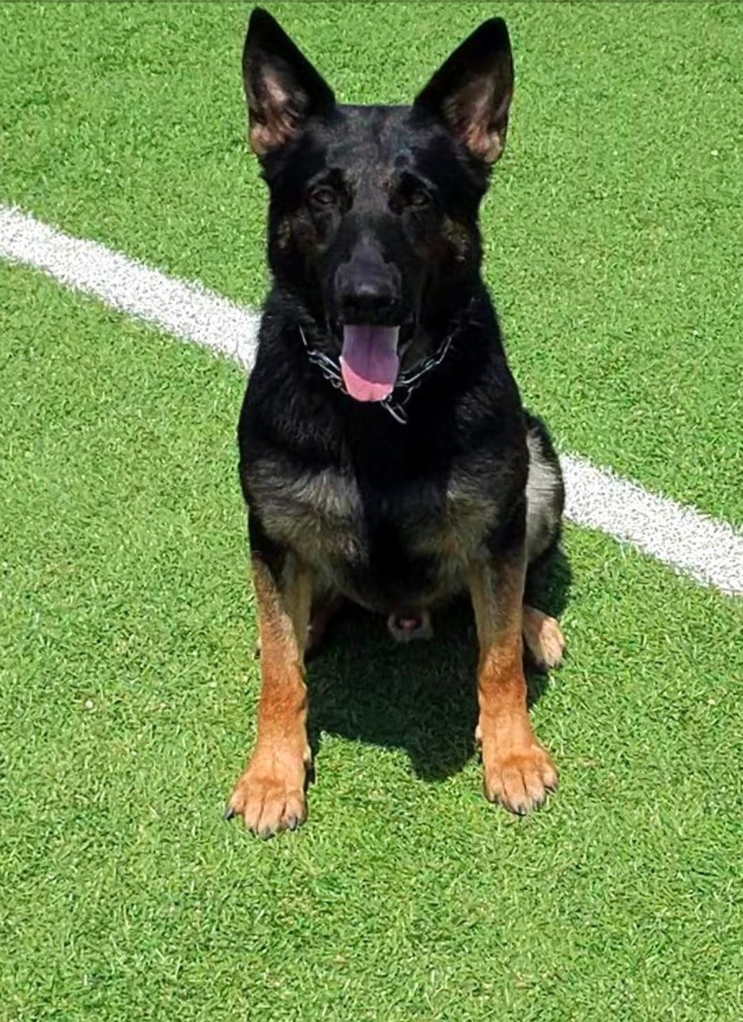 Black and tan German Shepherd dog sitting on green turf, white line behind, tongue out.