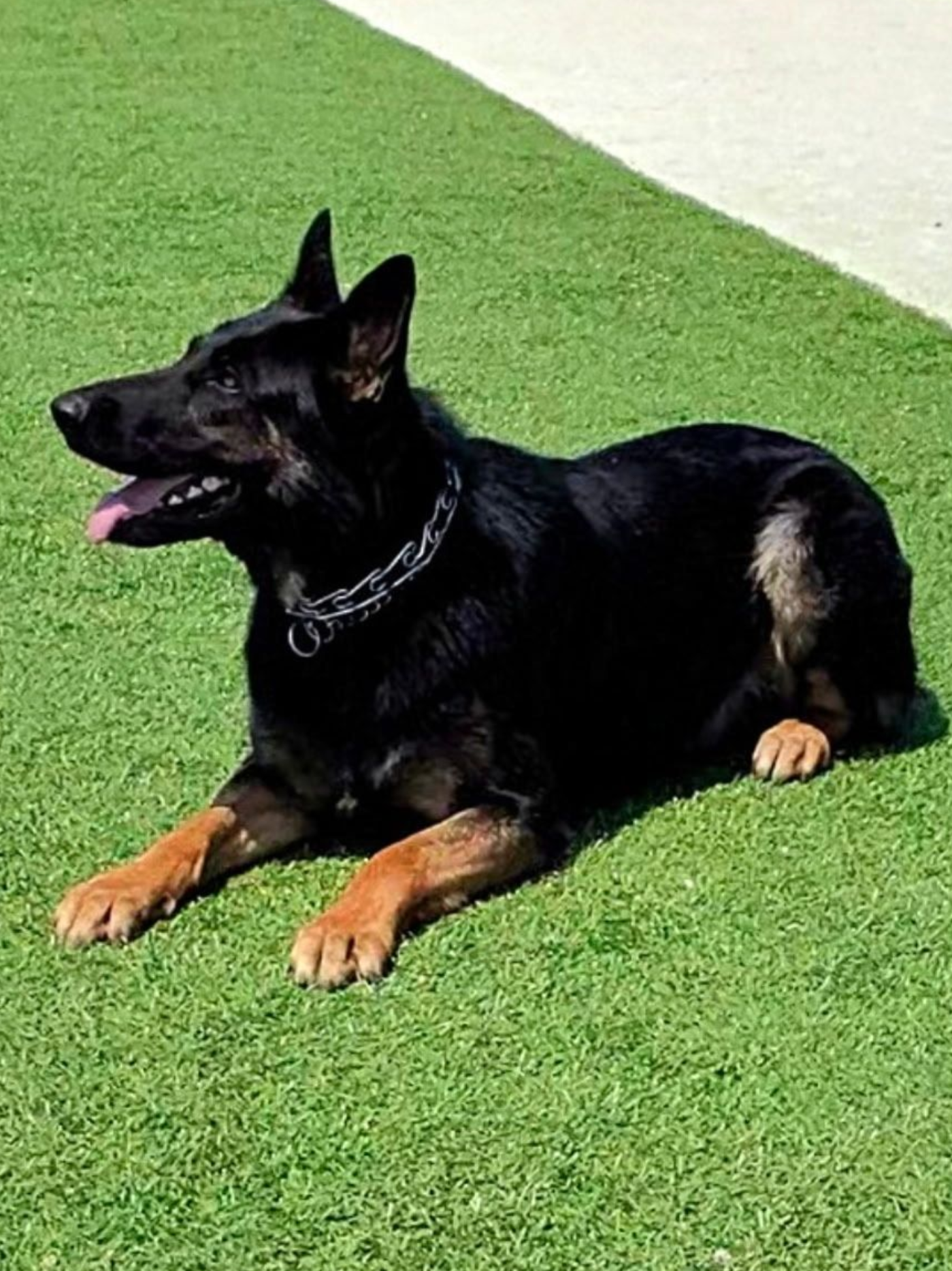 Black German Shepherd dog laying on green grass.
