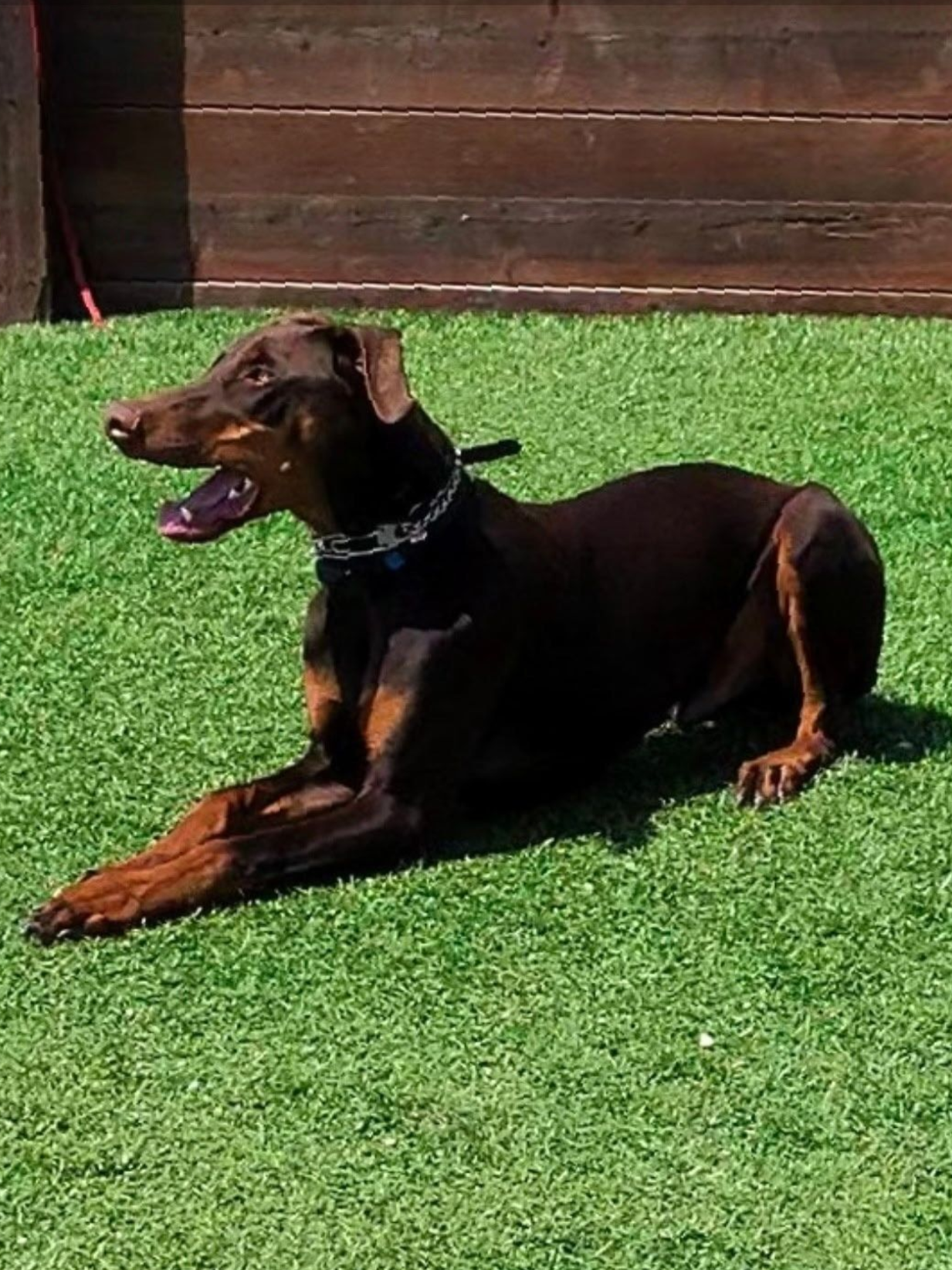 Brown Doberman Pinscher dog, laying on green turf, tongue out, in sunlight.