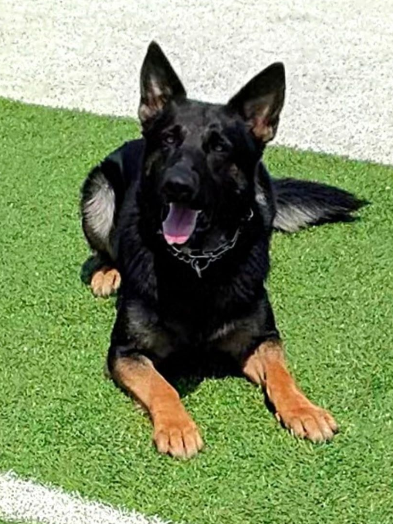 Black and tan German Shepherd dog lying on green turf, panting with its tongue out.