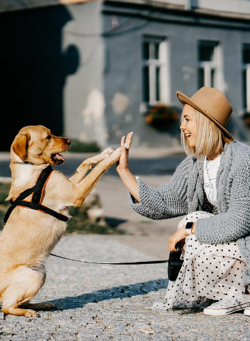 Blonde woman gives a high-five to a tan Labrador Retriever outside on a sunny day.