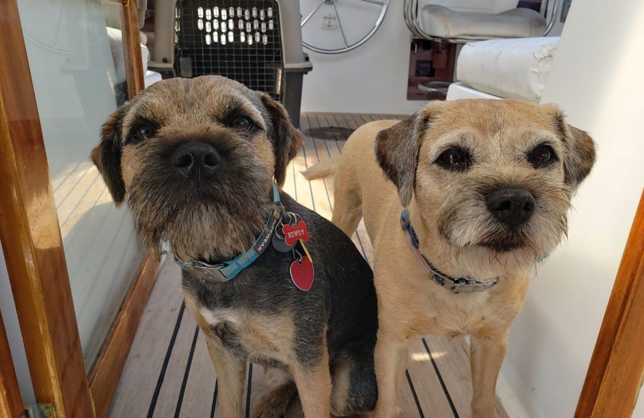 Two small brown and black dogs on a boat, looking directly at the camera.