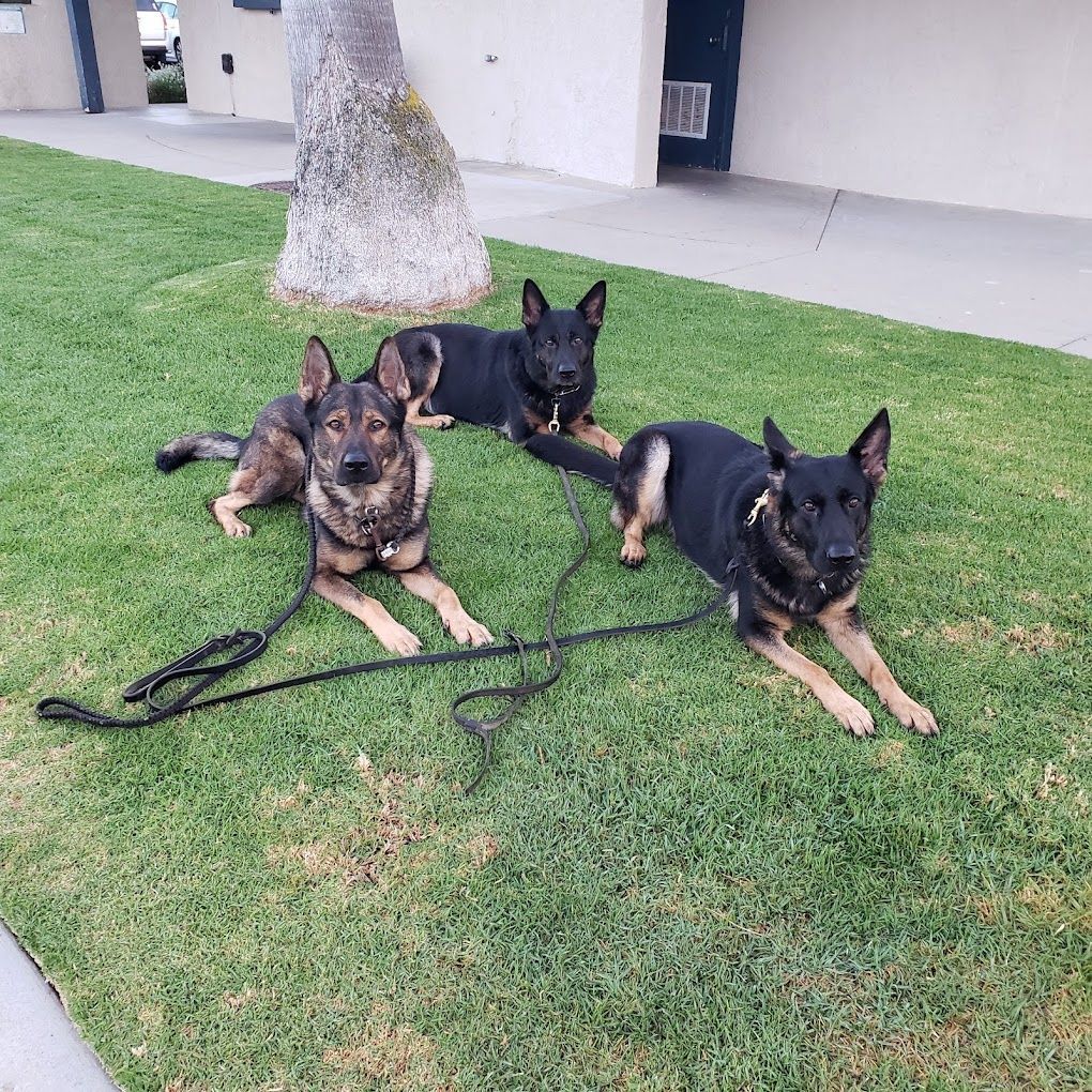 Three German Shepherds lying on grass; two black and one brown with leashes near a building.