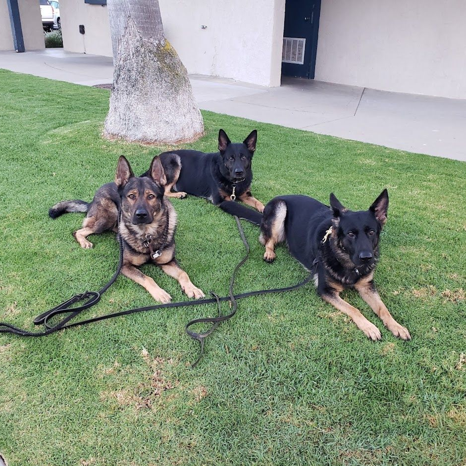 Three German Shepherds on green grass, leashed, resting near a tree and building.