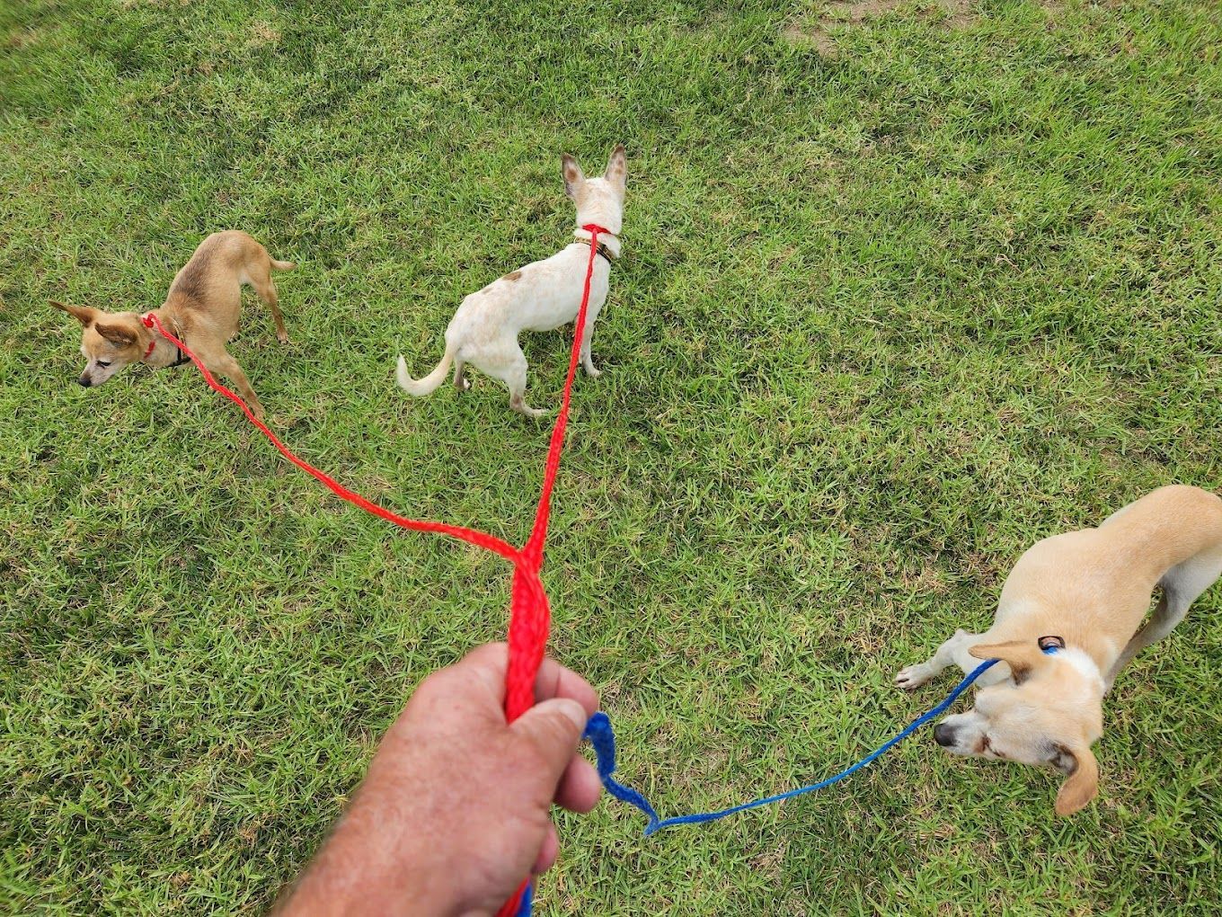 Three small dogs on leashes, held by a person in a grassy outdoor setting.