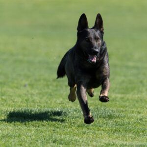 Dark-coated dog running on green grass, sunlit.