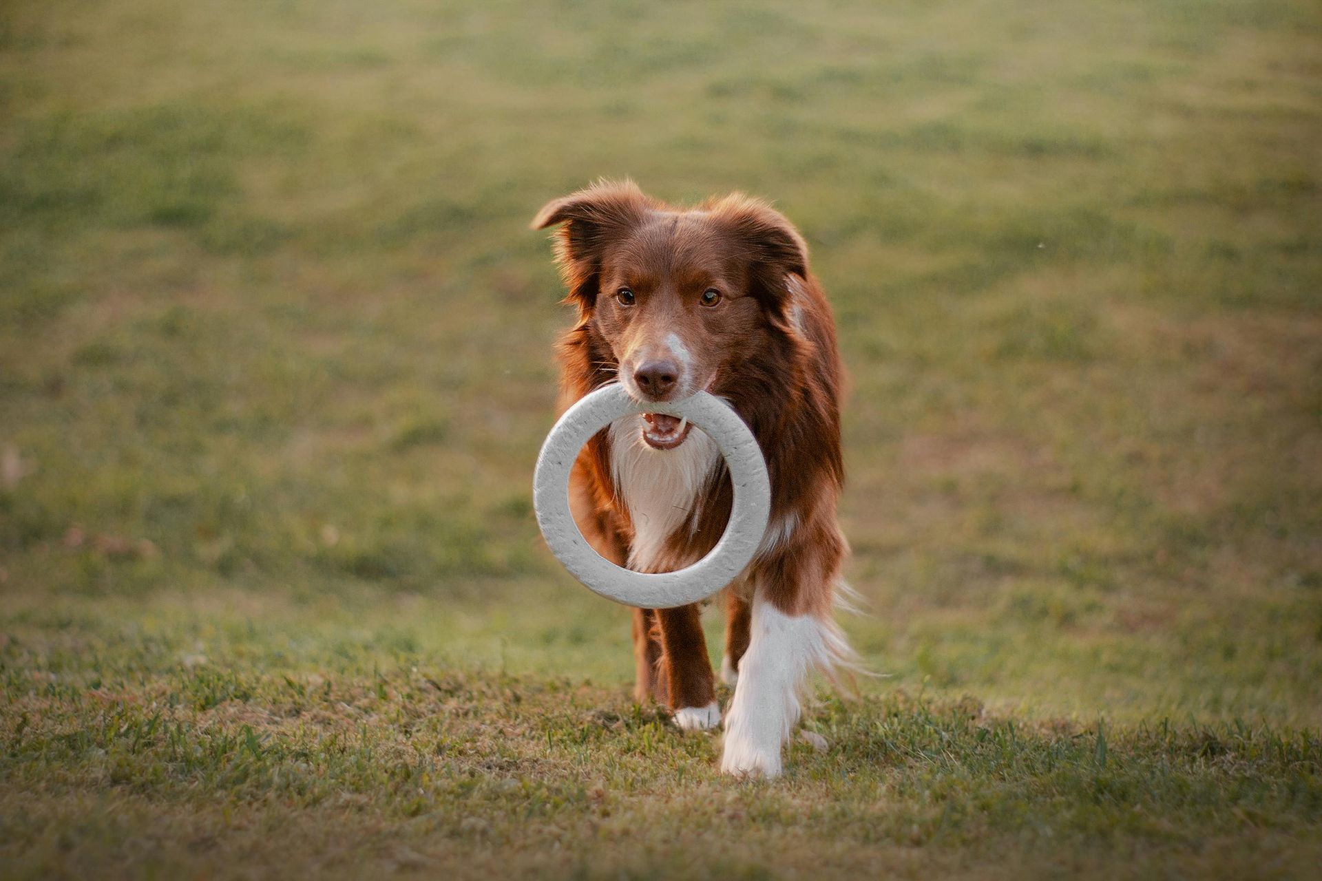 Brown and white dog running on grass, holding a white ring in its mouth.