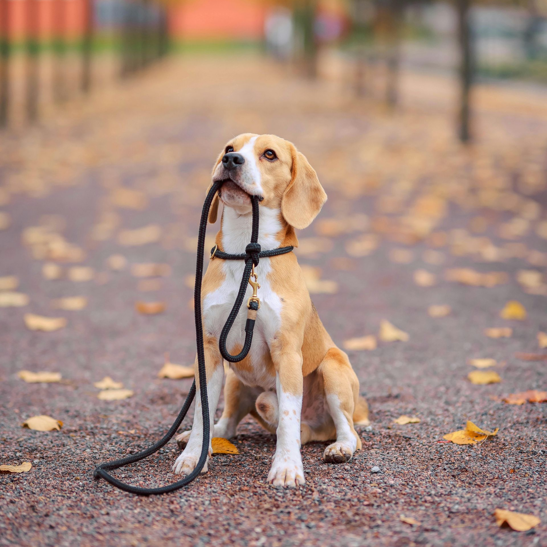 Beagle sits holding leash, looking up expectantly, on a path with fall leaves.