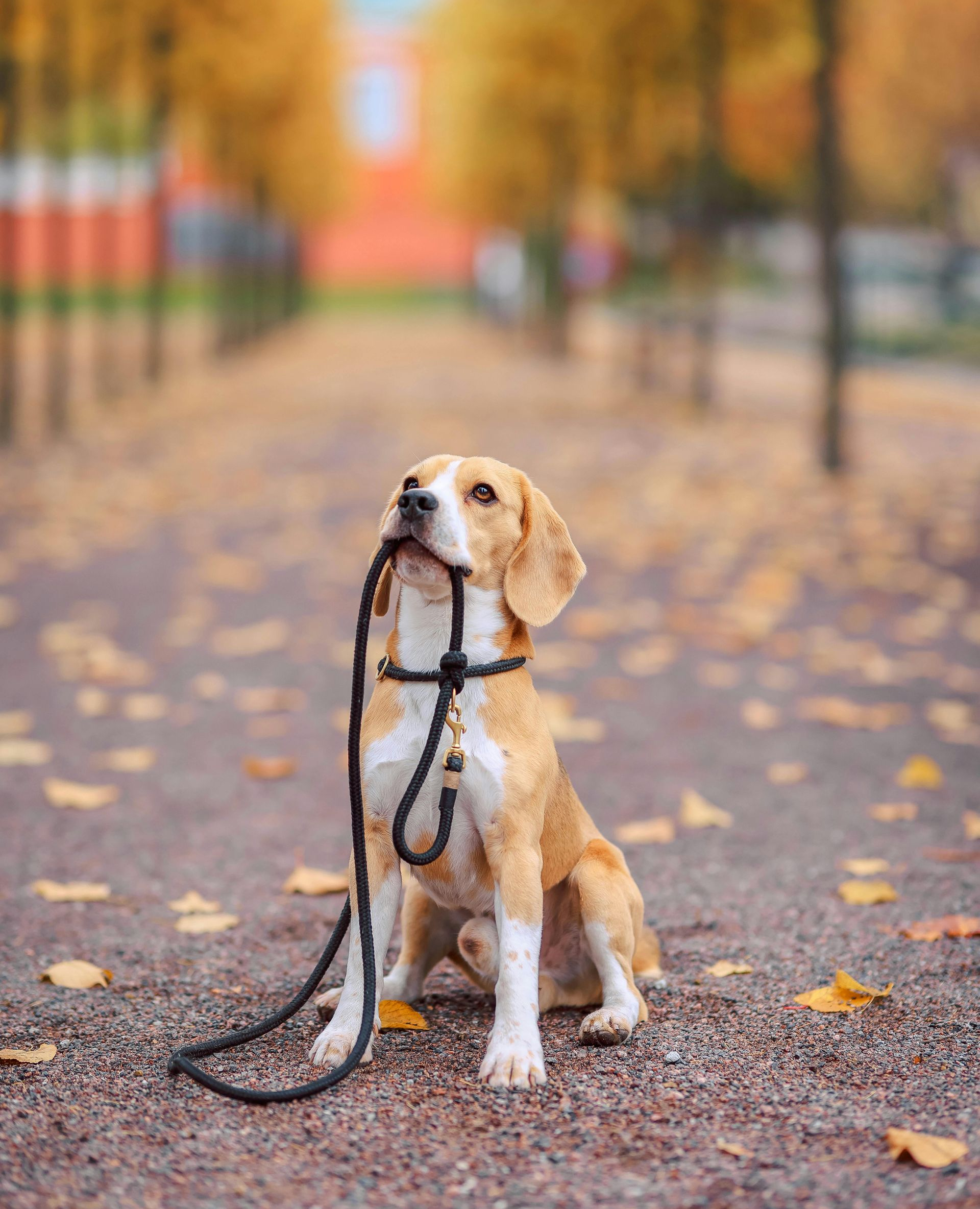 Beagle holding leash, sitting on path with fall leaves; trees in background.