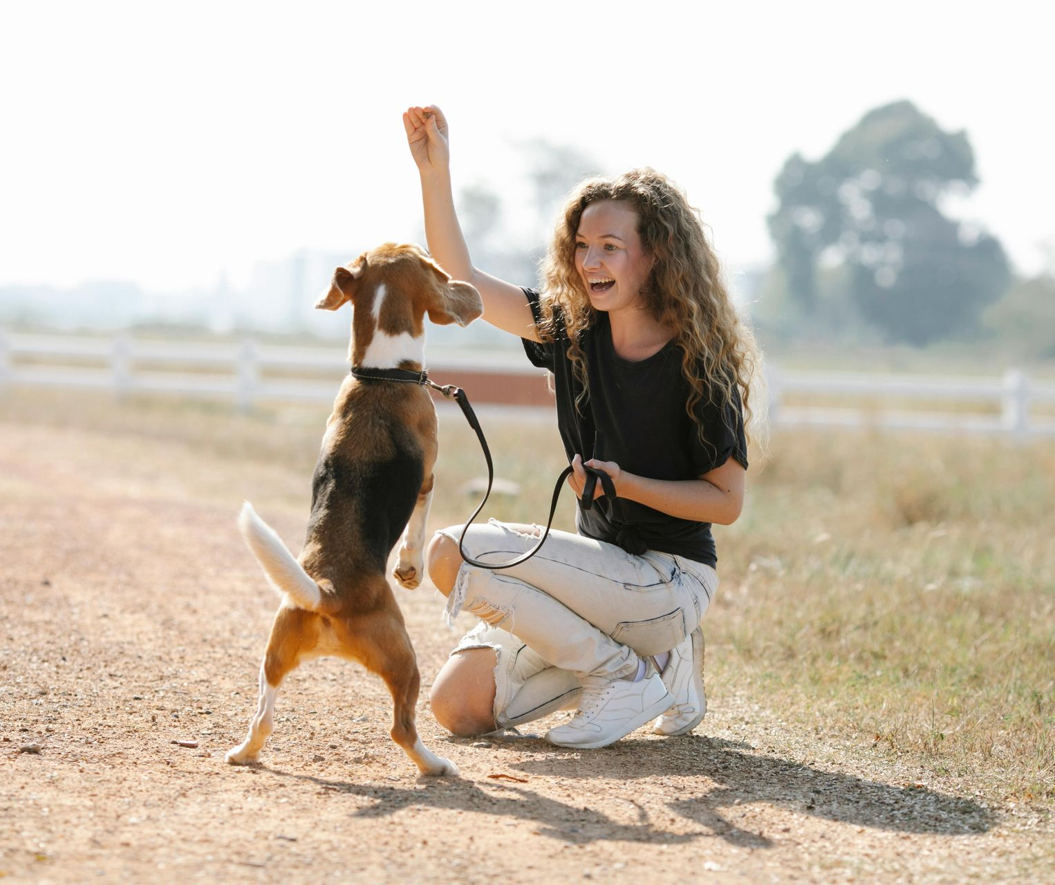 Woman kneeling, training a beagle dog outdoors; dog standing, reaching for a treat.