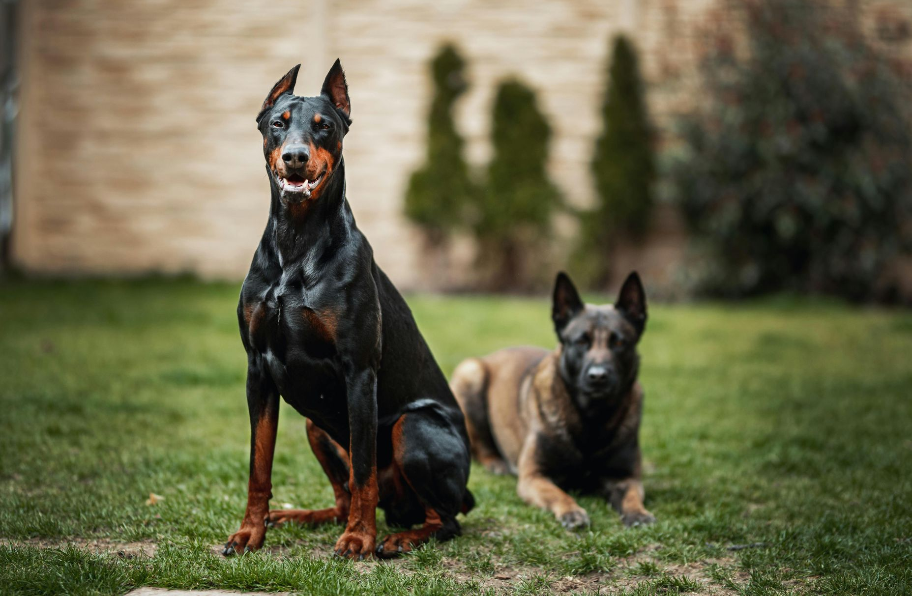 Doberman Pinscher and Belgian Malinois dogs sit on green grass outdoors.