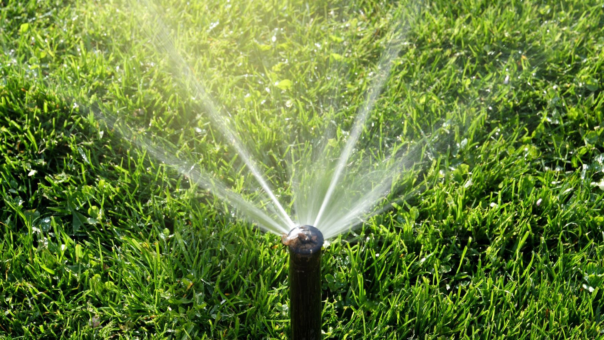 Lawn sprinkler spraying water over bright green grass
