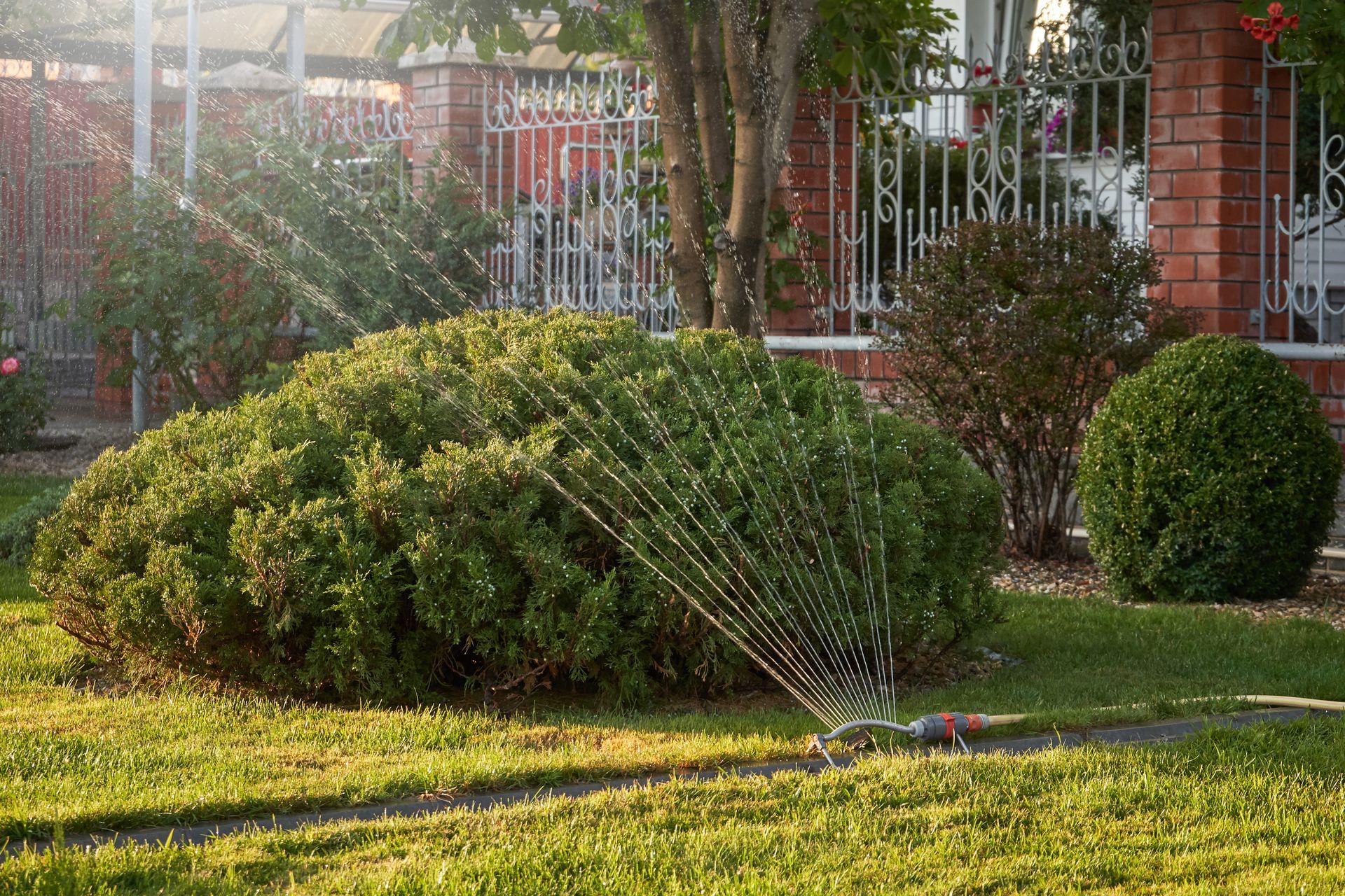 Sprinklers watering a green lawn and shrubs in a sunny front yard