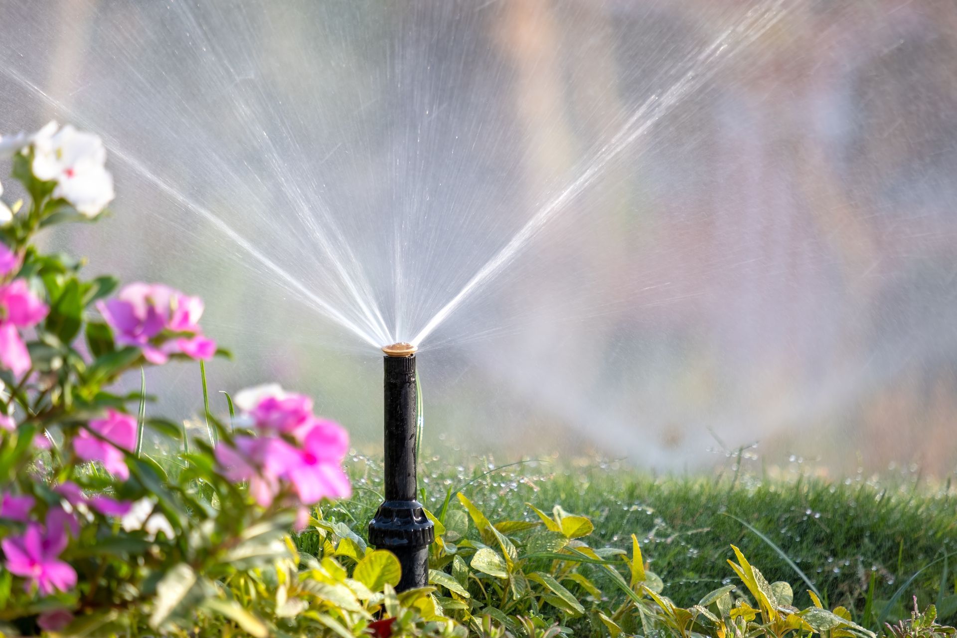 Garden sprinkler spraying water over green grass and pink flowers