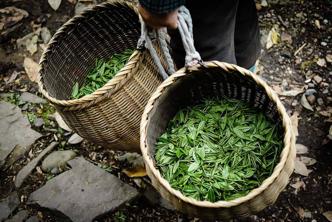 Chinese green tea producing provinces — loose leaf green tea from Zhejiang, Fujian, Anhui, Sichuan, and Jiangxi