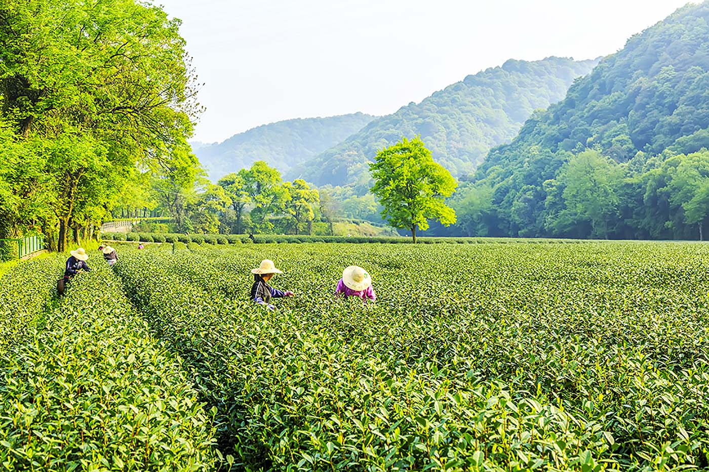 A group of people are picking tea leaves in a field with mountains in the background.