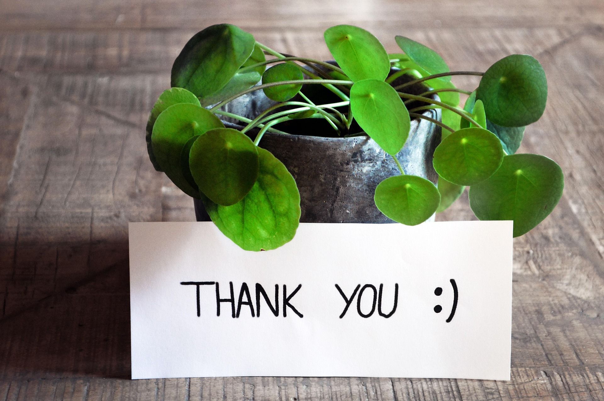 Pannenkoekplantje met bordje 'thank you' voor zich | Pixabay | athree23