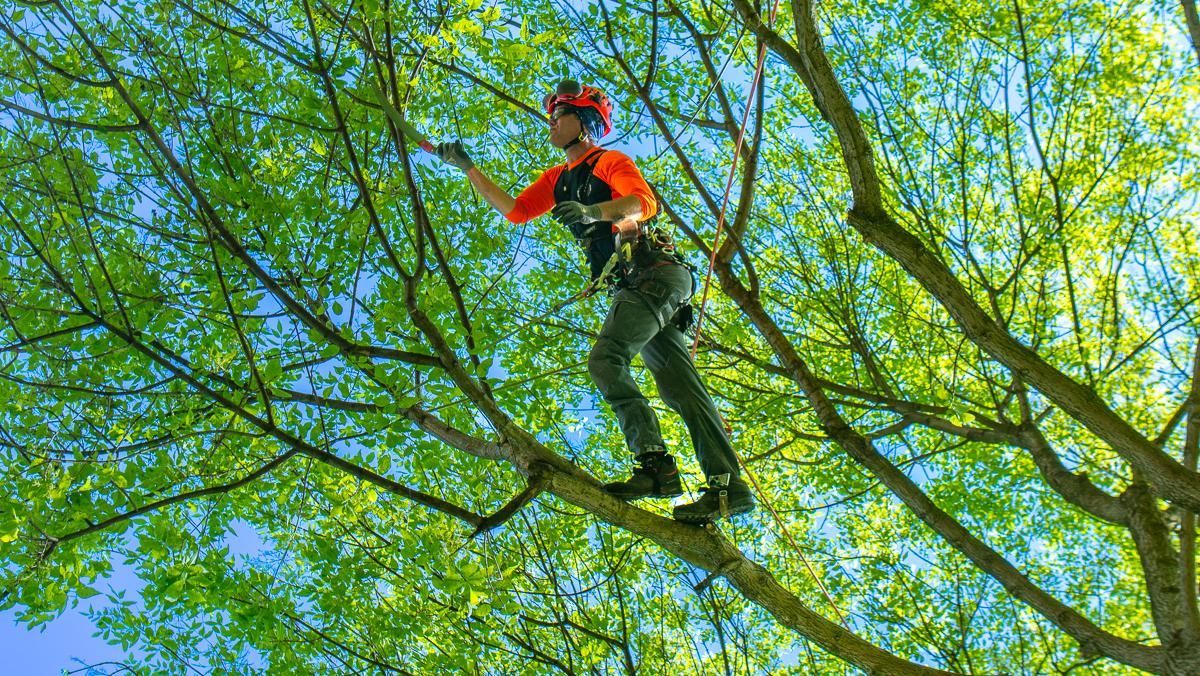 Person in orange safety gear standing on tree branches amid green leaves.