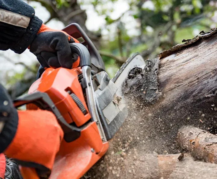 Gloved person using an orange chainsaw to cut a fallen tree trunk outdoors