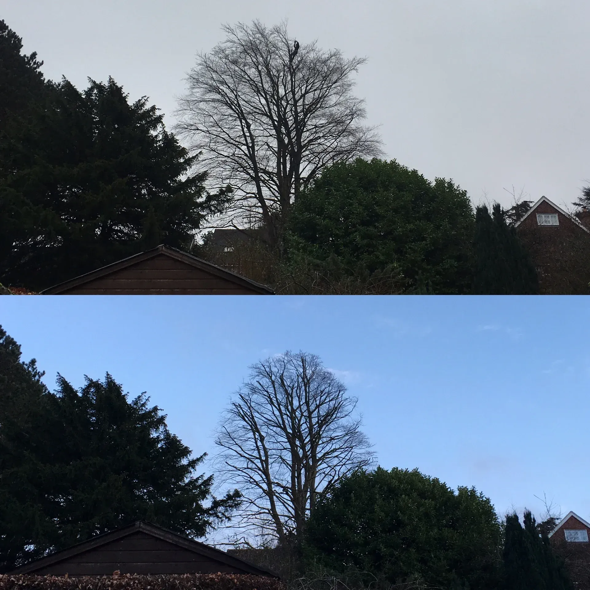 Two photos of the same trees and rooftops under gray and blue skies