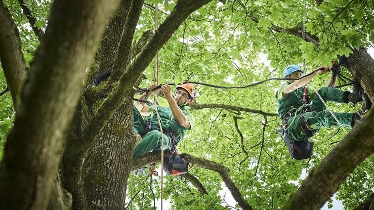 Two climbers in green gear ascending ropes through dense tree branches in a forest canopy