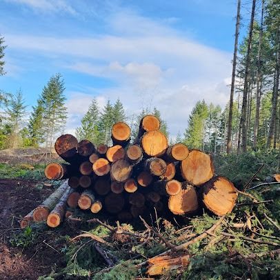 Stacked cut logs in a forest clearing under a blue sky