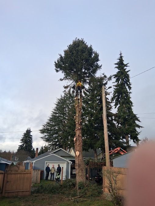 Tall tree being trimmed in a backyard, with a worker in a bucket lift near a garage at dusk