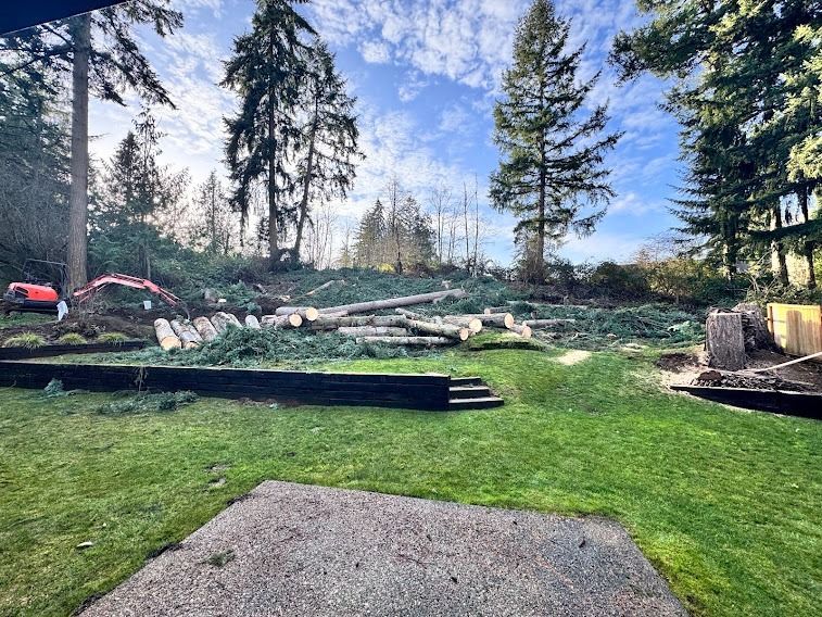 Grassy backyard with cleared debris, fallen logs, and tall trees under a blue sky