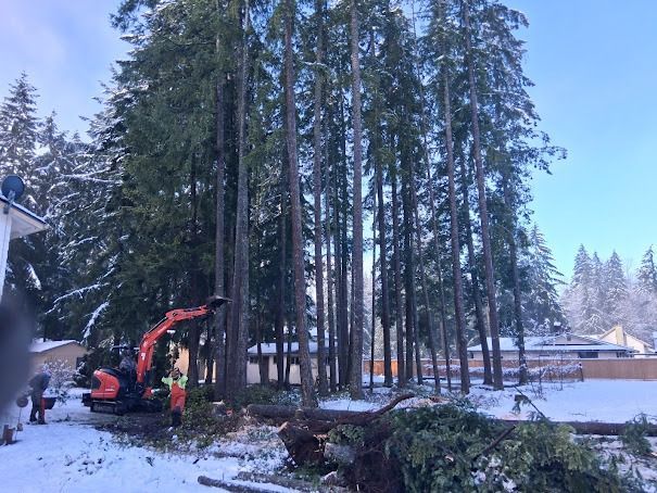 Worker operating an orange excavator among tall trees in a snowy yard