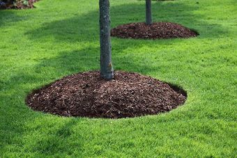 dark mulch in a green grassy lawn.