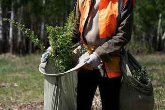 collecting plants